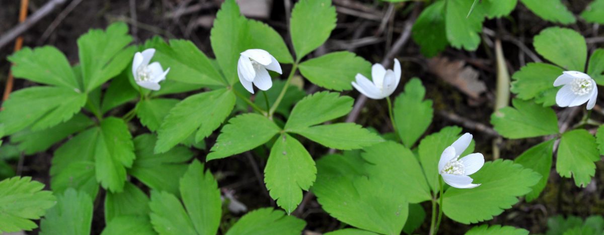 anemone quinquefolia