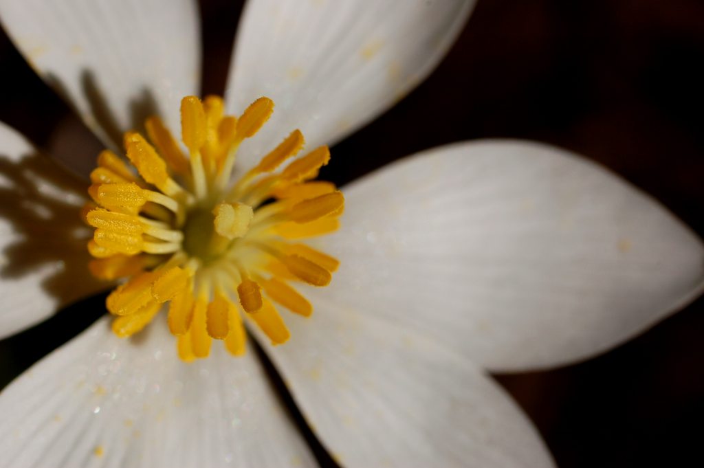 sanguinaria canadensis