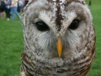 An owl