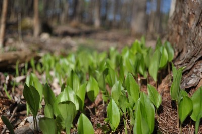 A patch of Canada mayflower leaves is early spring.