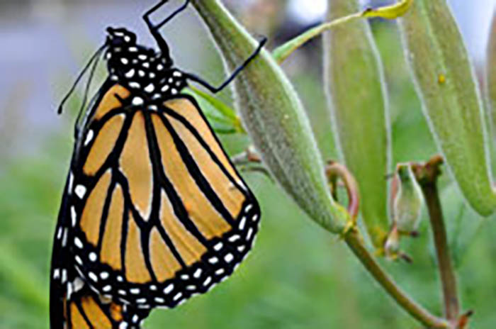 Monarch butterfly at rest