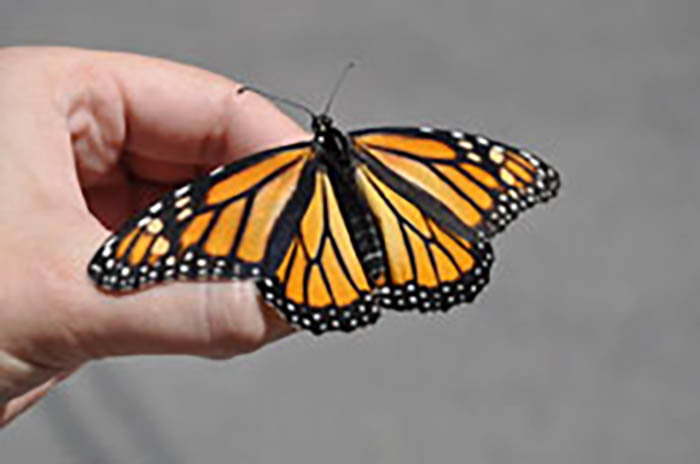 Female monarch butterfly