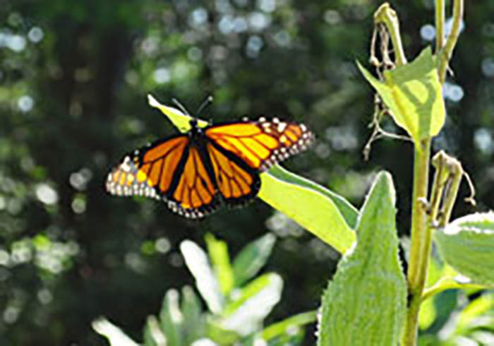 Male monarch butterfly