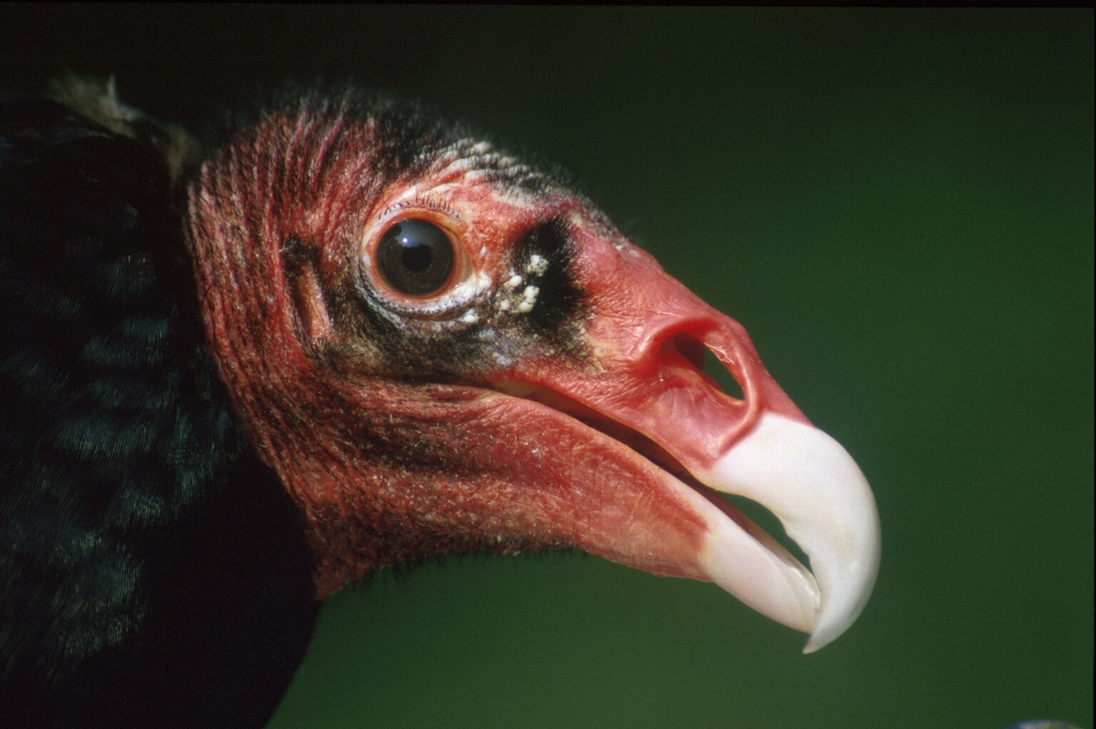 Turkey Vulture