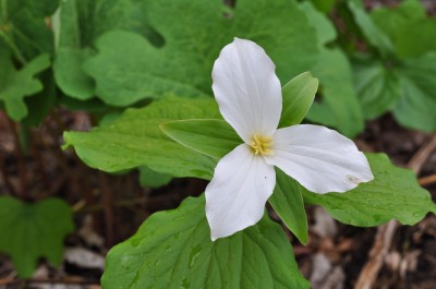 Trillium grandiflorum_May2010g