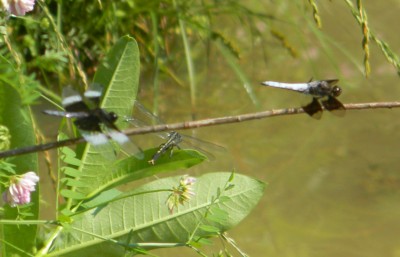 L-Widow Skimmer M-some kinda Clubtail R-Common Whitetail (all 3 males) SM