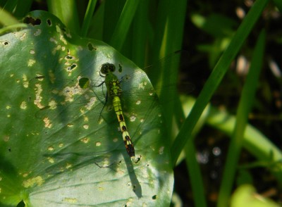 Pondhawk (female)