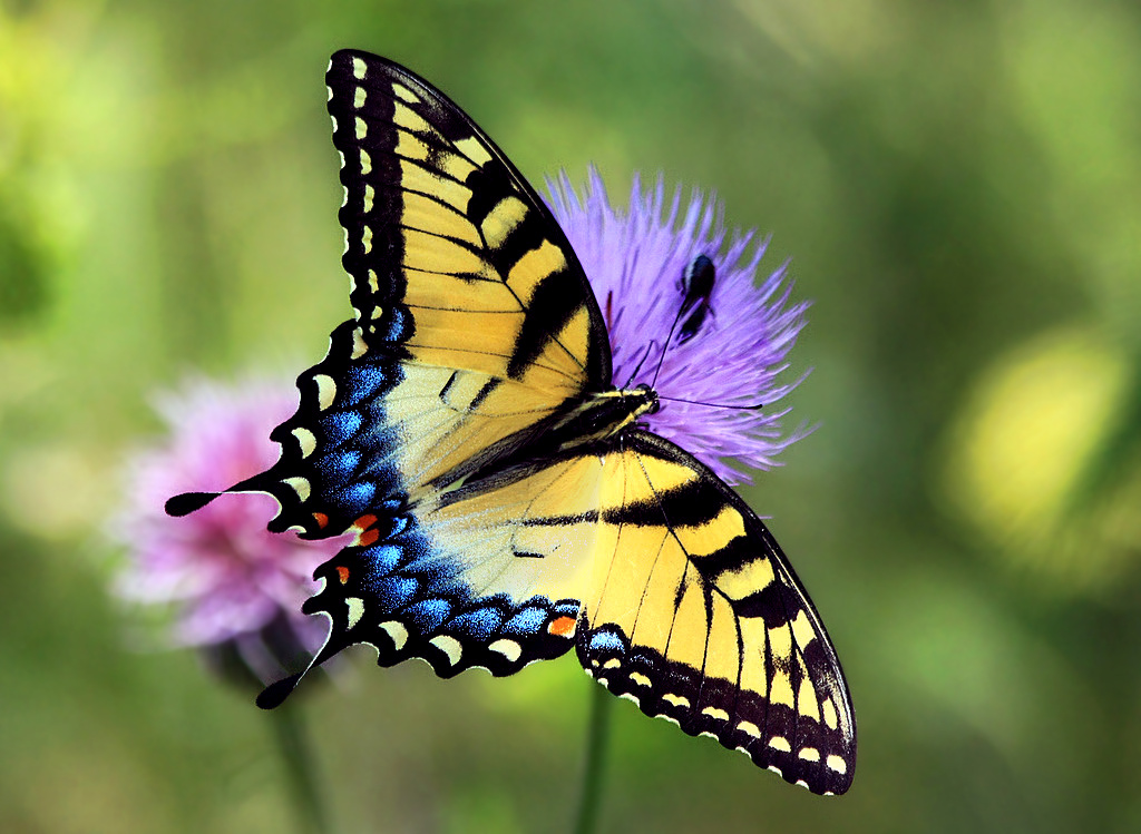 Common Eastern Butterflies | Shaver’s Creek Environmental 
