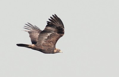 Golden Eagle (photo by Alex Lamoreaux)