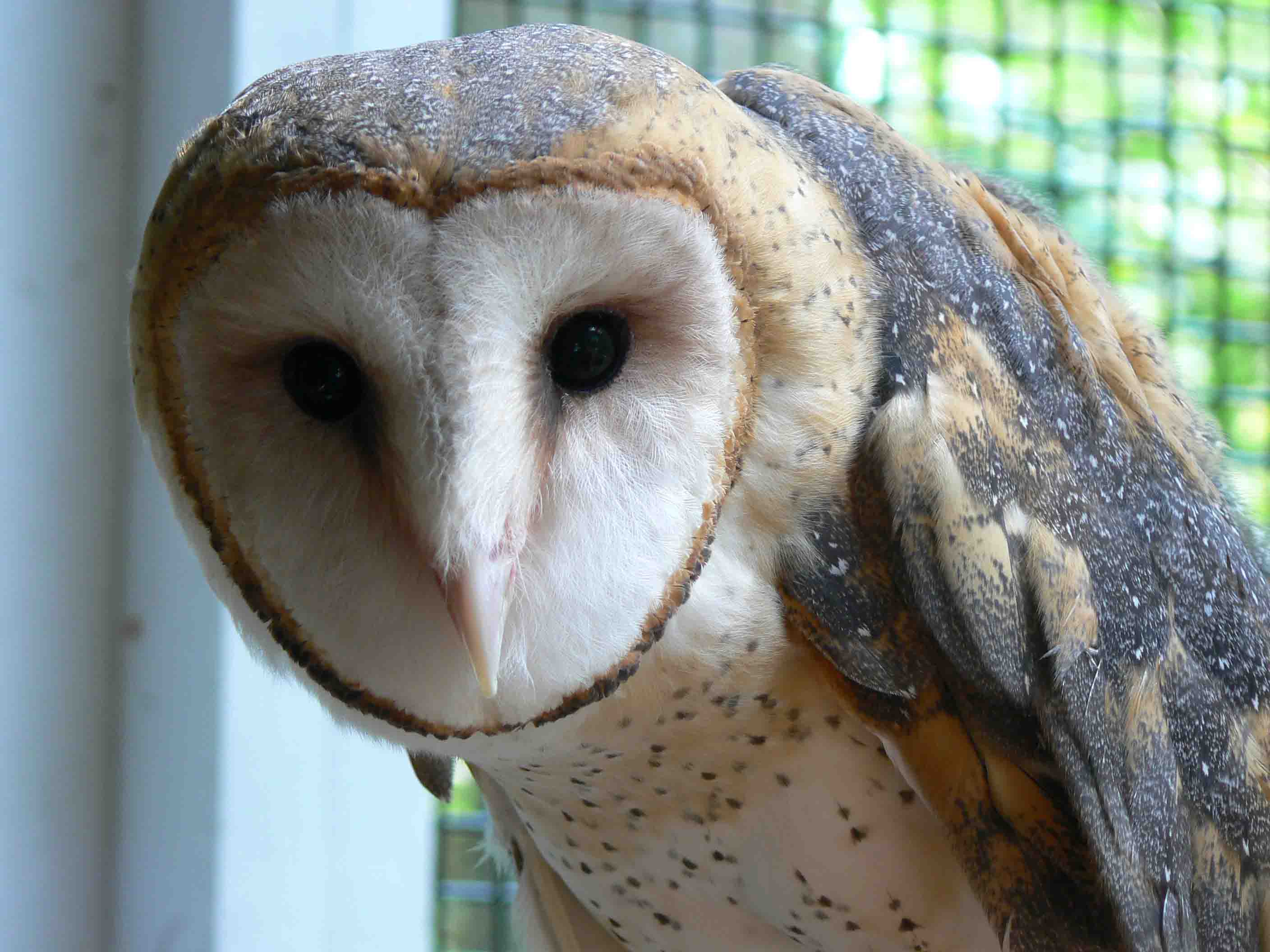  バード　owl フクロウ フクロウ バードカービング