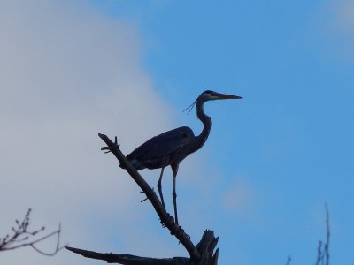 Great Blue Heron by Brian Sedgwick