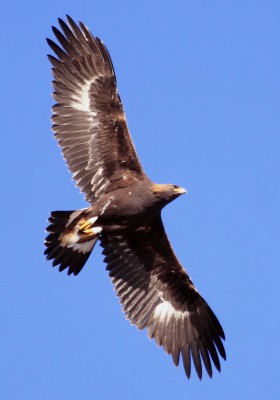 Golden Eagle by Pat Gaines (Creative Commons)