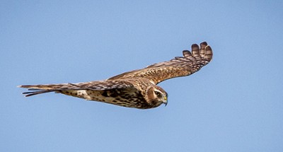 Northern Harrier by Andy Morffew (Creative Commons)