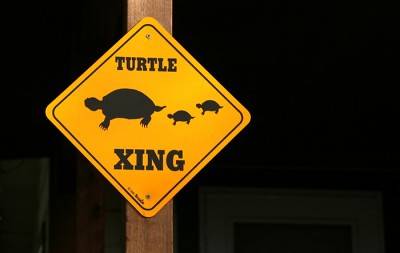 Turtle Crossing