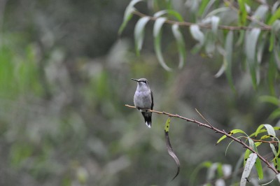 Hummer