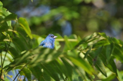 IndigoBunting