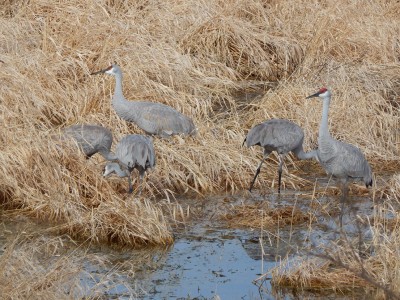 Sandhill