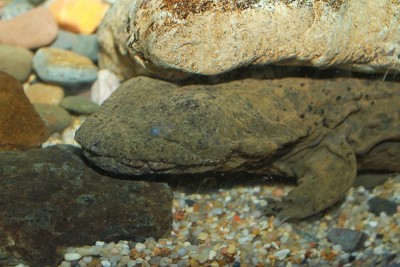 Hellbender_Cryptobranchus_alleganiensis