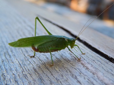 Katydid1