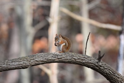 RedSquirrel