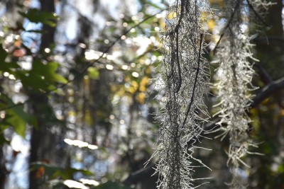 Spanish Moss0