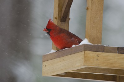 DECardinal