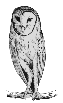 BarnOwl-Transparent01