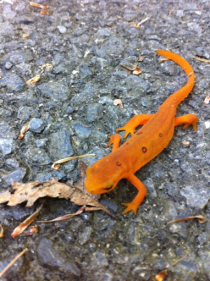 Red Eft