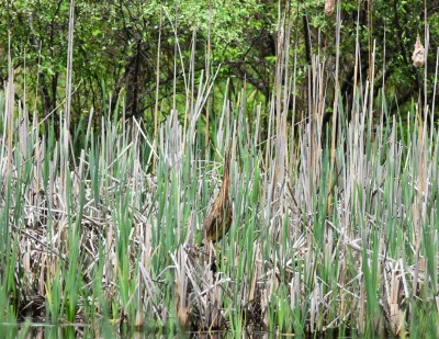 AmericanBittern