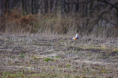 Ben Steines Bluebird Flying 2 Low