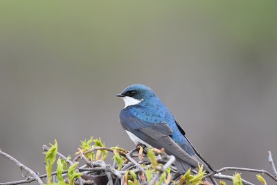 Bird - Tree Swallow
