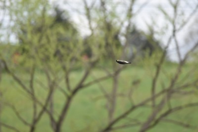 Bobolink