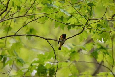 DSC_0067Redstart