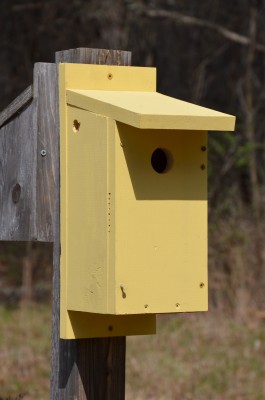 Eastern Blue Box