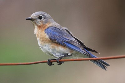 EasternBluebirdFemale