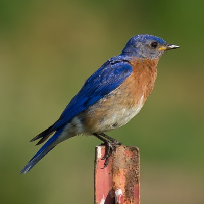 Eastern_Bluebird-27527-7