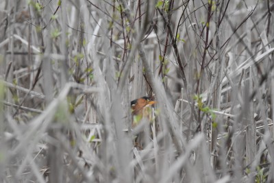 LeastBittern