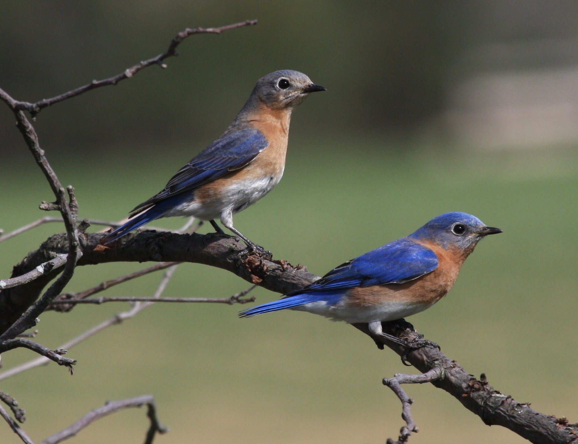Return of the Bluebirds - Shaver's Creek Environmental Center