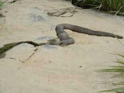 Northern water snake (Nerodia sipedon sipedon) (43)