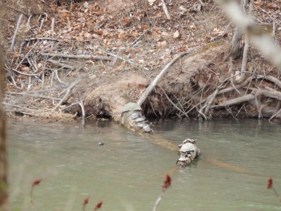 turtle basking