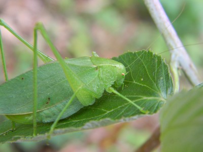 Katydid0