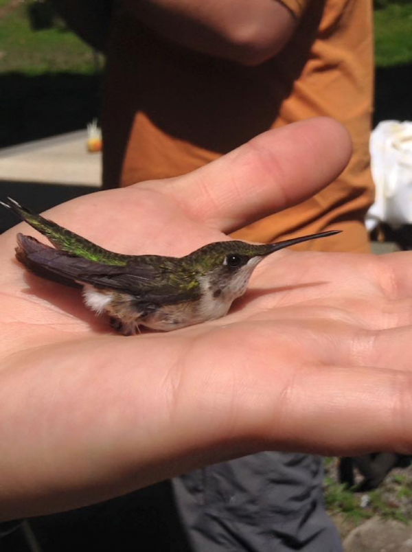 Hummingbird Migration Shaver’s Creek Environmental Center