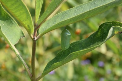 MonarchCrysalis on Milkweed