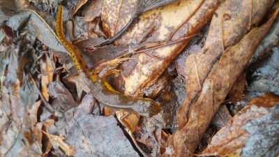 blogRedSpottedNewt