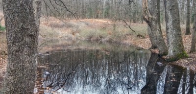 blogVernalPool