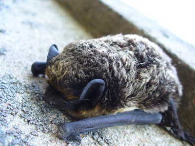 1brown_bat