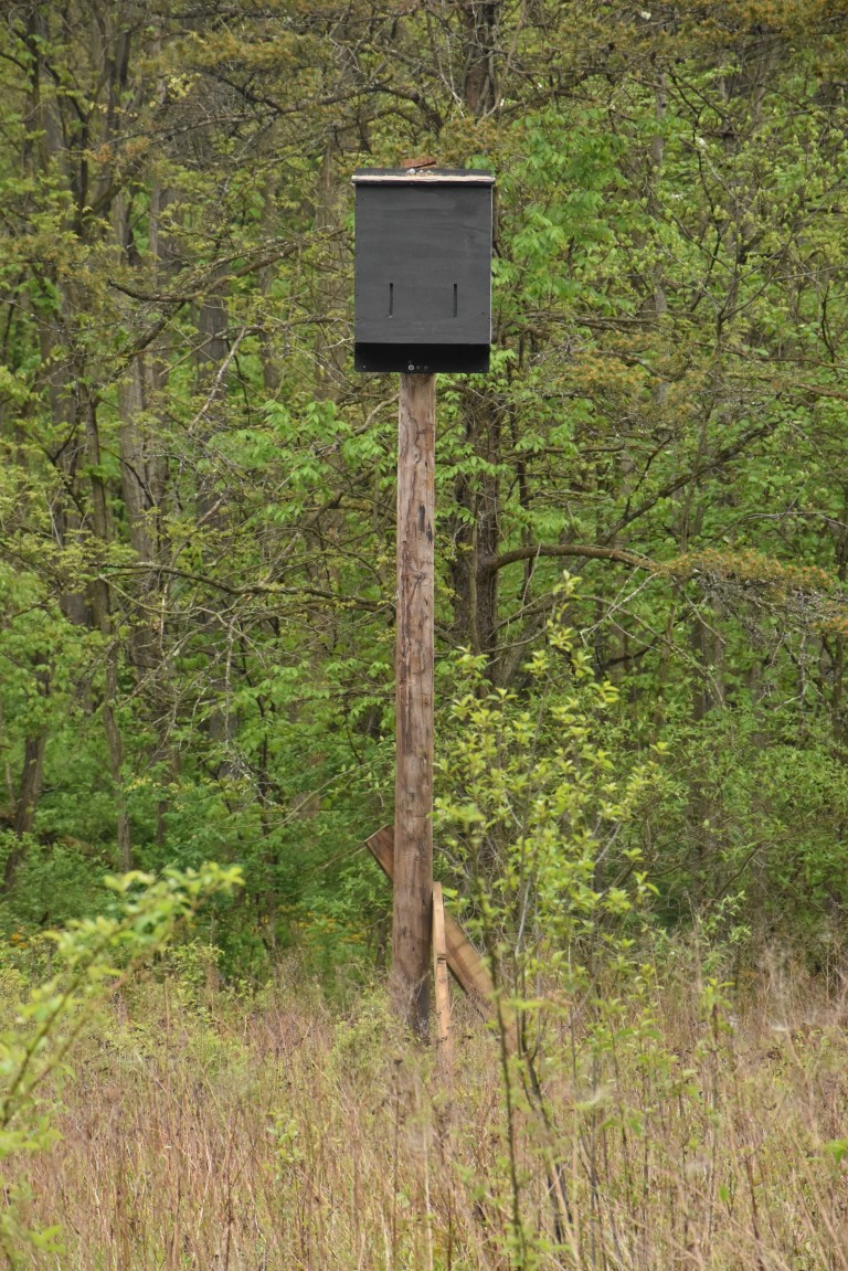Help Bats! Build a Bat Box Shaver’s Creek Environmental Center