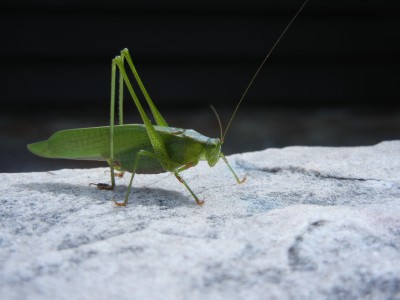 katydid