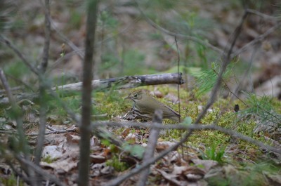 ovenbird