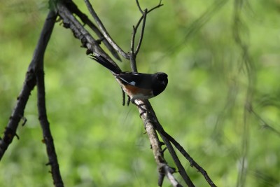 towhee